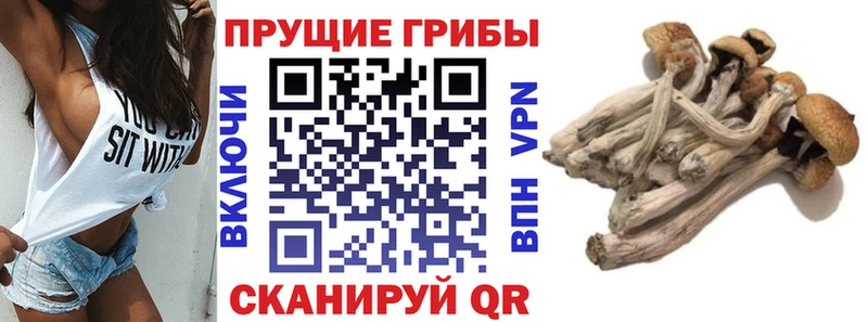 гидра tor  Отрадный  Галлюциногенные грибы GOLDEN TEACHER 